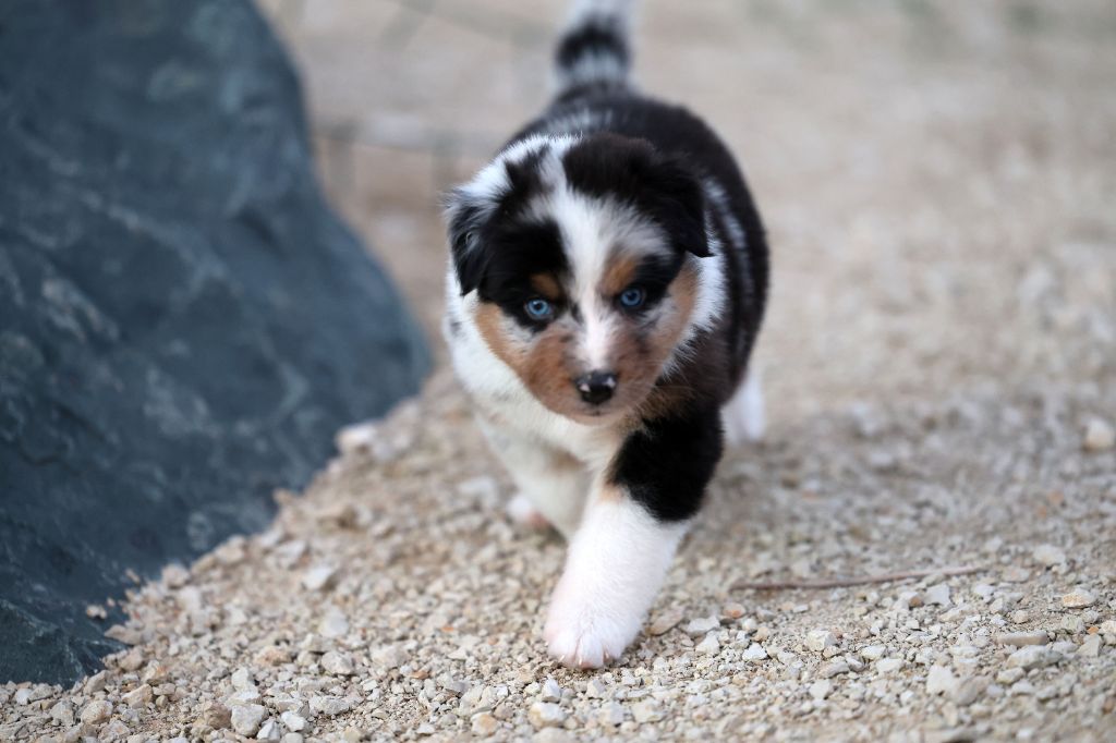 Of Salsa's Stars - Chiots disponibles - Berger Australien