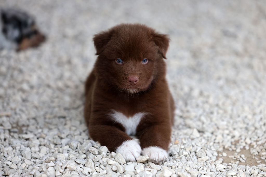 Of Salsa's Stars - Chiots disponibles - Berger Australien