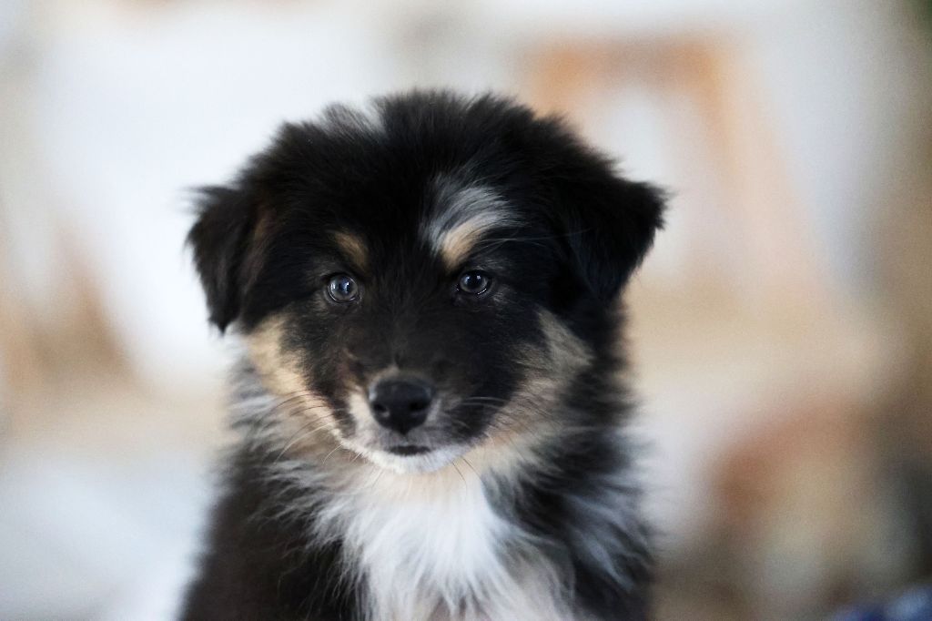 Of Salsa's Stars - Chiots disponibles - Berger Australien