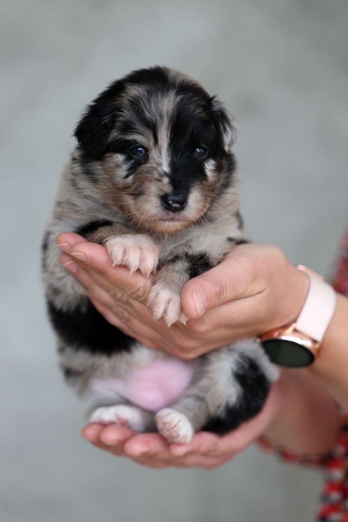 Of Salsa's Stars - Chiots disponibles - Berger Australien