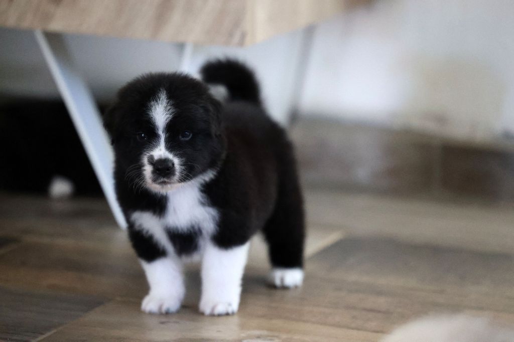 Of Salsa's Stars - Chiots disponibles - Berger Australien