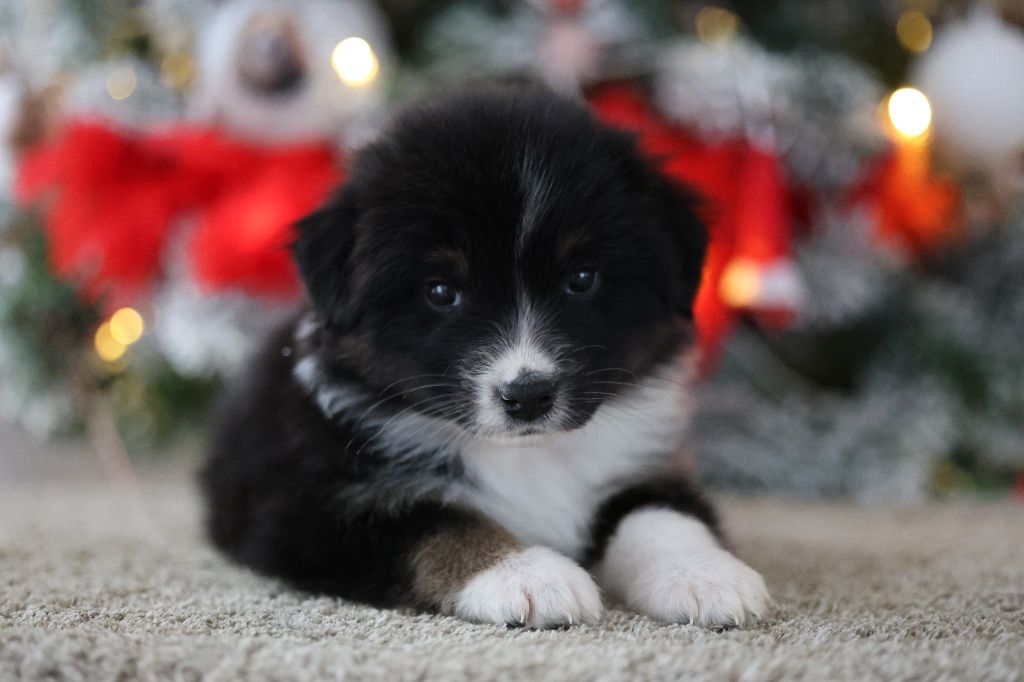 Of Salsa's Stars - Chiots disponibles - Berger Australien