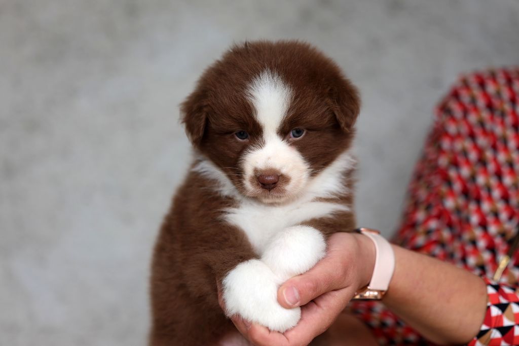 Of Salsa's Stars - Chiots disponibles - Berger Australien
