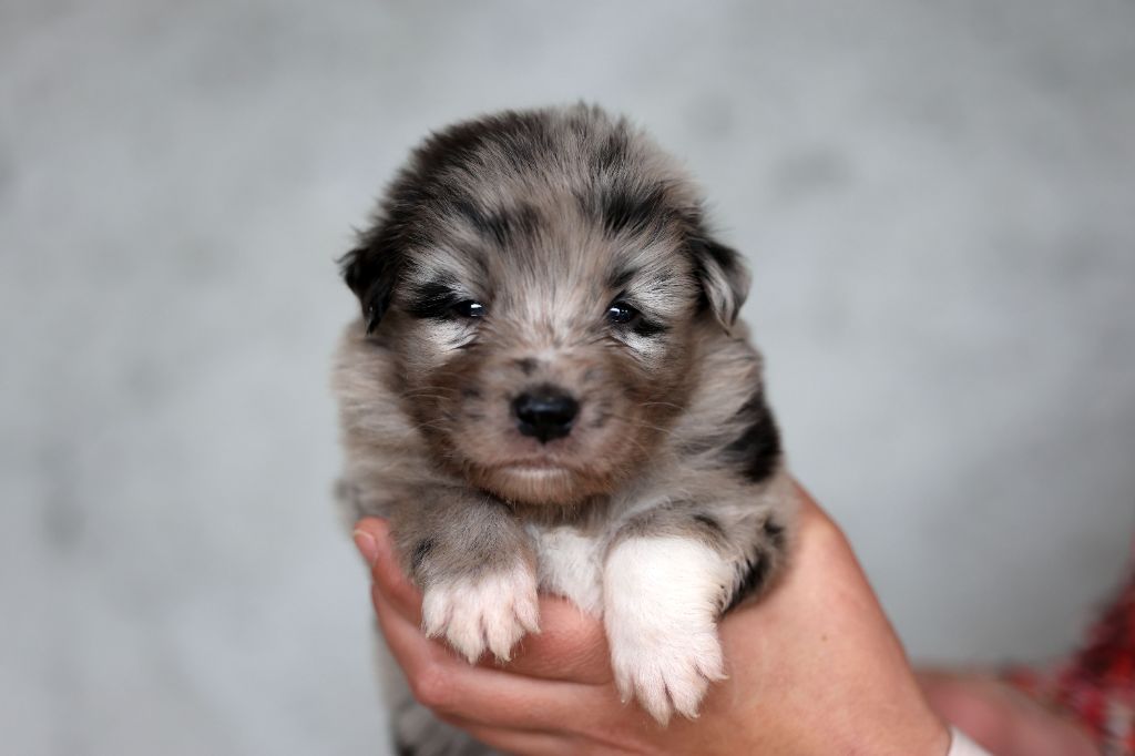 Of Salsa's Stars - Chiots disponibles - Berger Australien