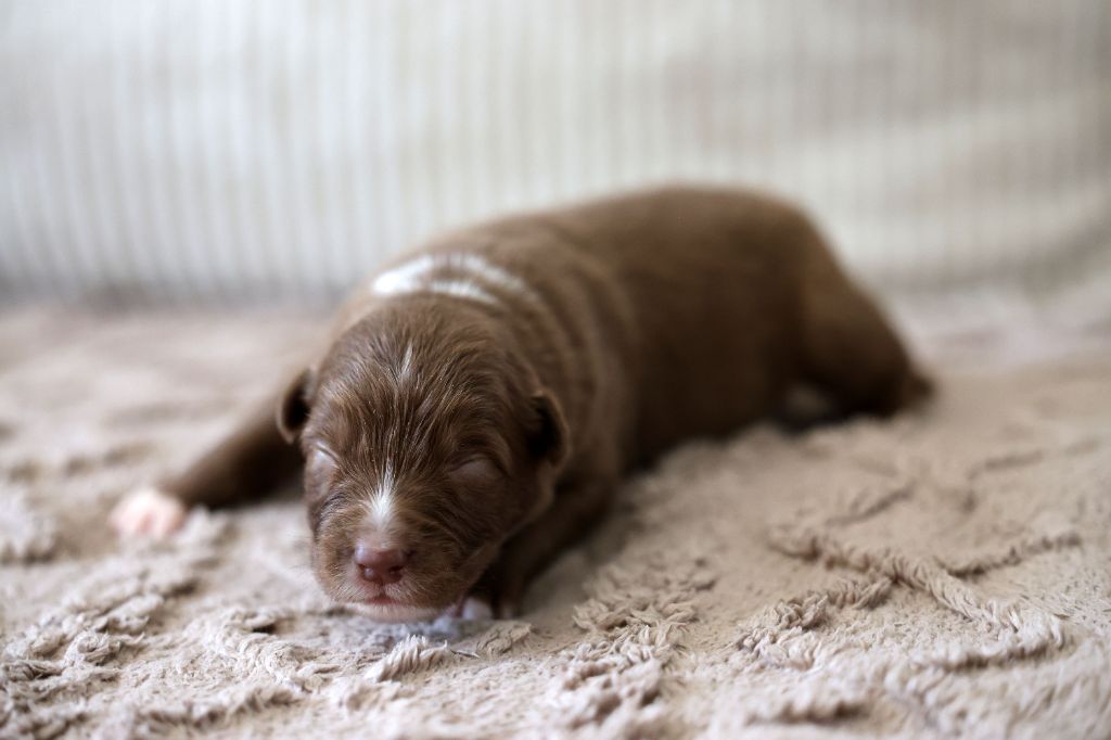 Of Salsa's Stars - Chiots disponibles - Berger Australien