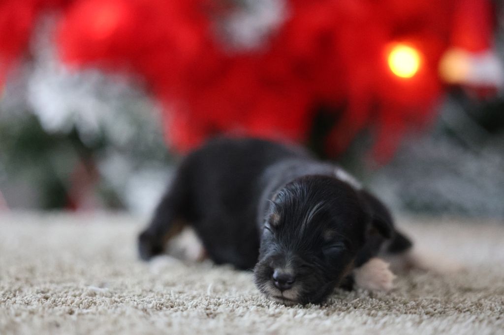 Of Salsa's Stars - Chiots disponibles - Berger Australien