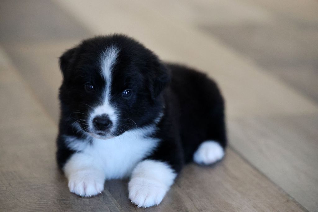 Of Salsa's Stars - Chiots disponibles - Berger Australien