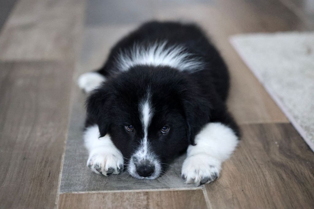 Of Salsa's Stars - Chiots disponibles - Berger Australien