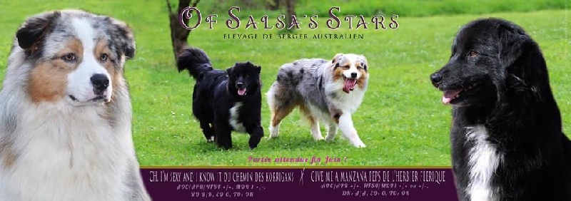 Chiot Berger Australien Of Salsa's Stars