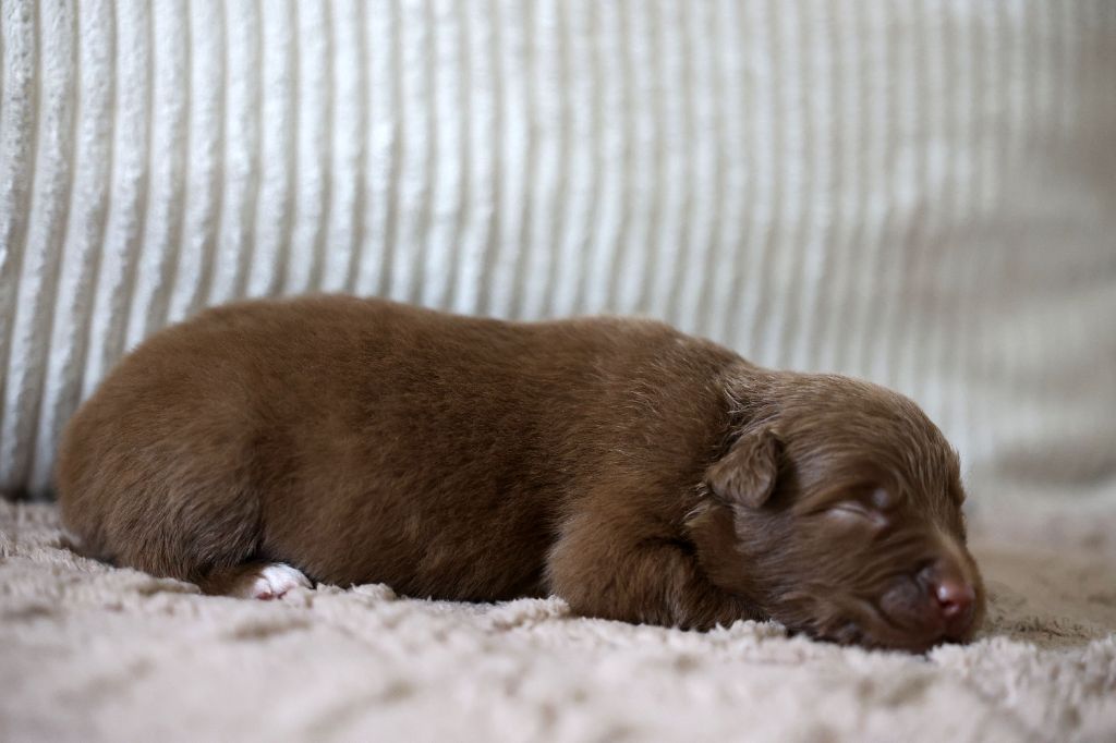 Of Salsa's Stars - Chiots disponibles - Berger Australien
