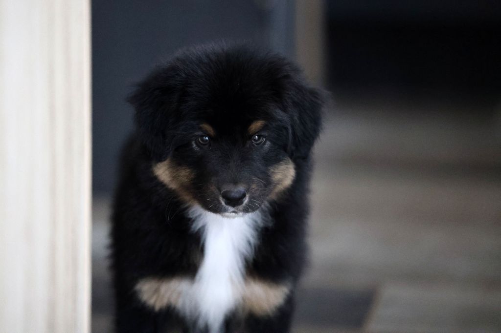 Of Salsa's Stars - Chiots disponibles - Berger Australien