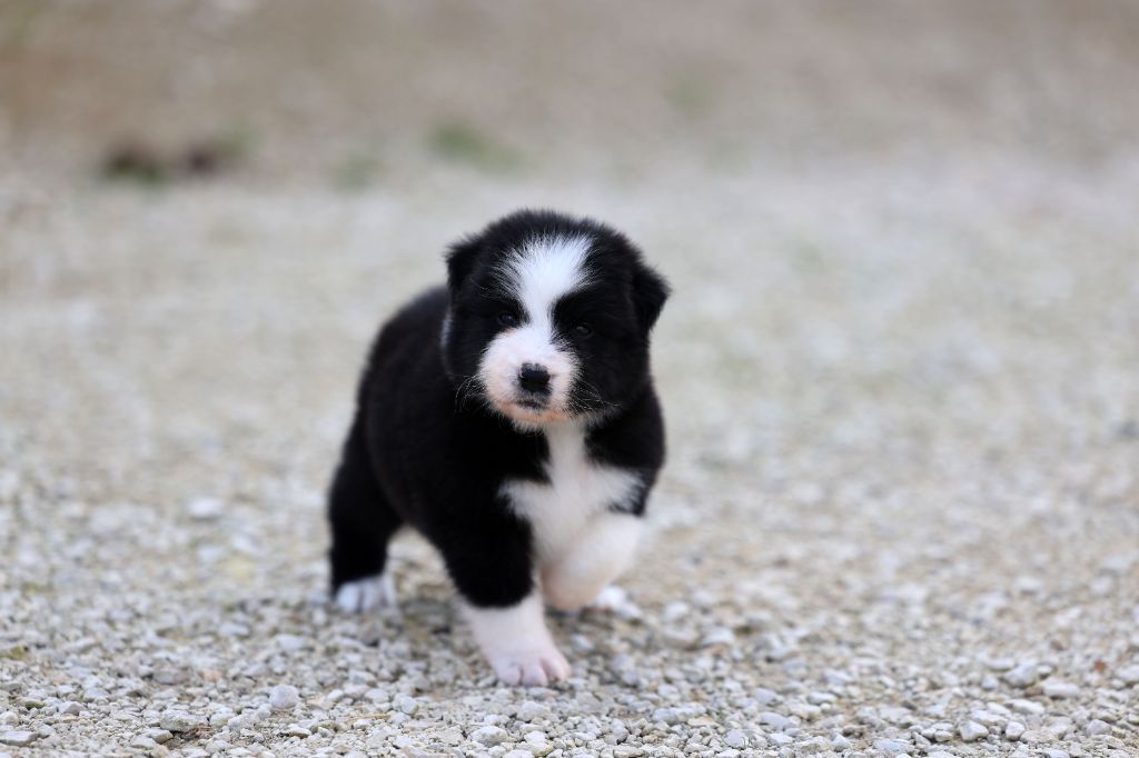 Of Salsa's Stars - Chiots disponibles - Berger Australien