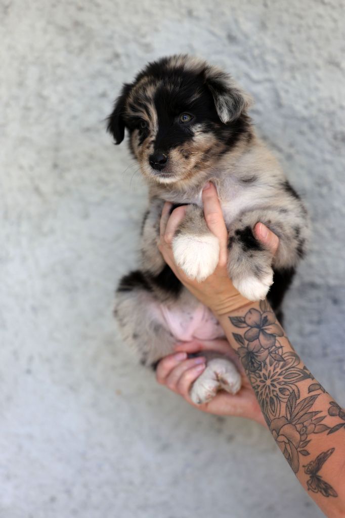 Of Salsa's Stars - Chiots disponibles - Berger Australien
